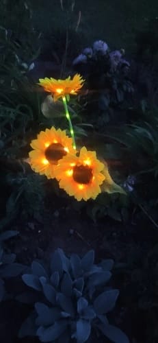 Customer photo review of GardenMate™ - Solar Sunflower LED Lights
