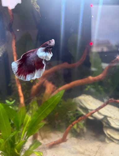 Customer photo review of Dumbo Lavender Halfmoon Male Betta Fish