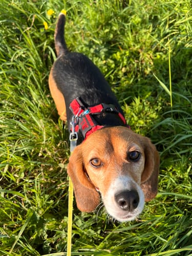 Customer photo review of Y Shaped Dog Harness FUN Petrol/Brown | AnnyX - S