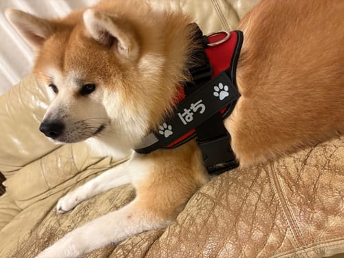 Customer photo review of FunFunPet 高機能ハーネス（お名前タグ作成サービス付き）
