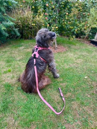 Customer photo review of ALL ACTION® TACTICAL ANTI TANGLE SINGLE SWIVEL DOG LEAD LENGTH - 1.4m