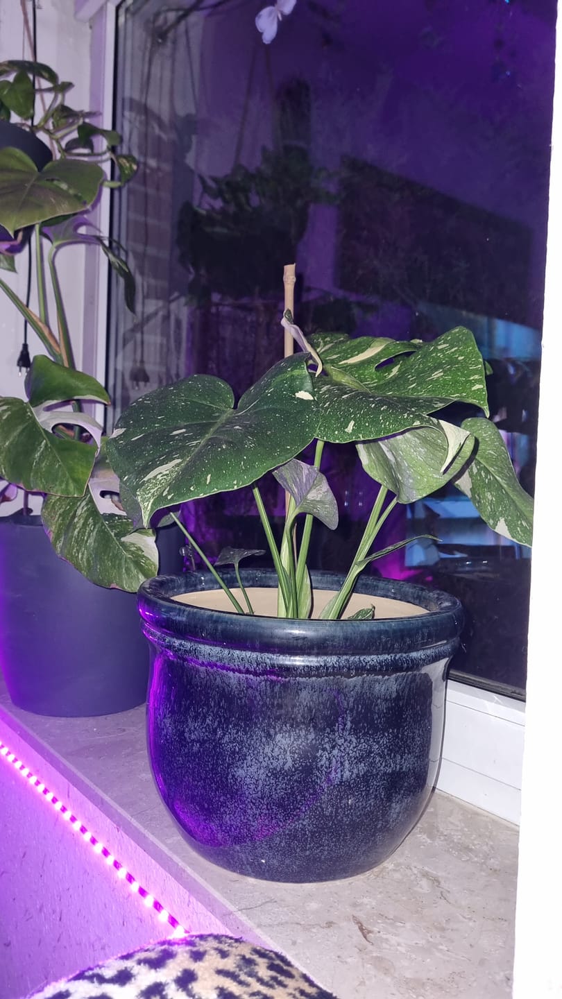 Customer photo review of MONSTERA THAI CONSTELLATION