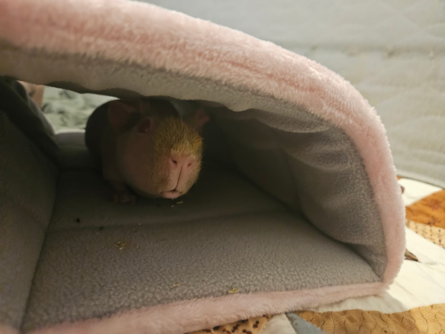 Customer photo review of GuineaDad Plush Piggy Play Package