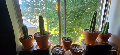 Customer photo review of San Pedro Cactus | Trichocereus (Echinopsis) Pachanoi