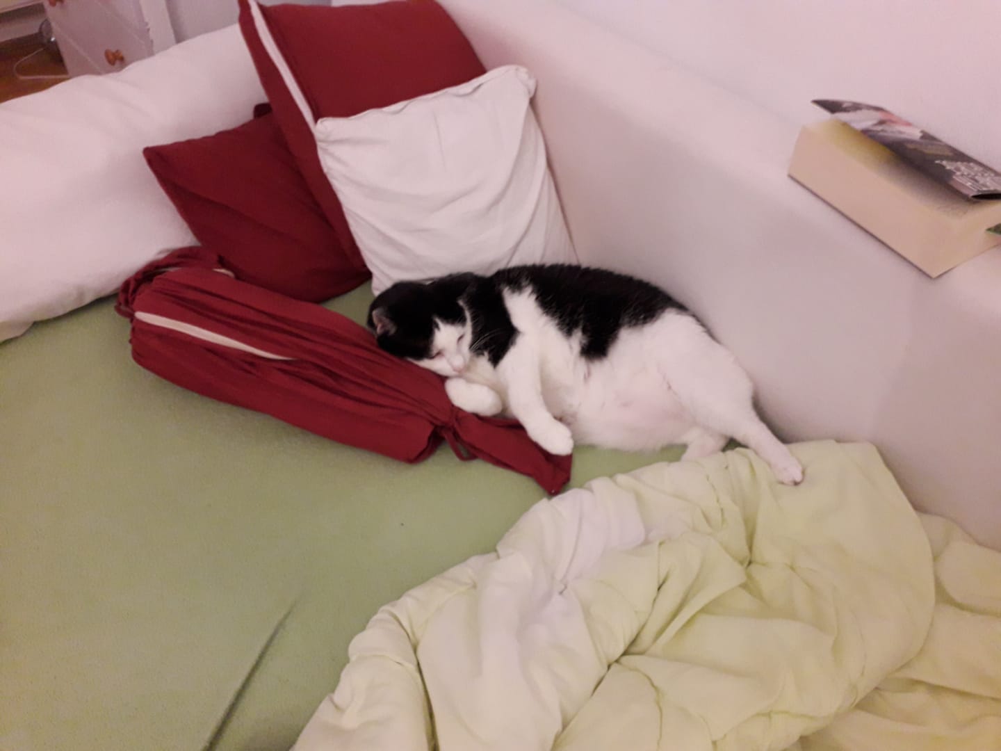 Customer photo review of Nieren Vitalsuppe für Katzen