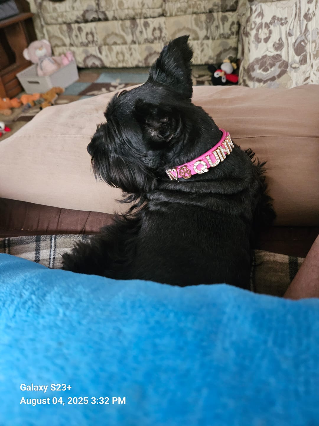 Customer photo review of The Personalized Sparkle Collar