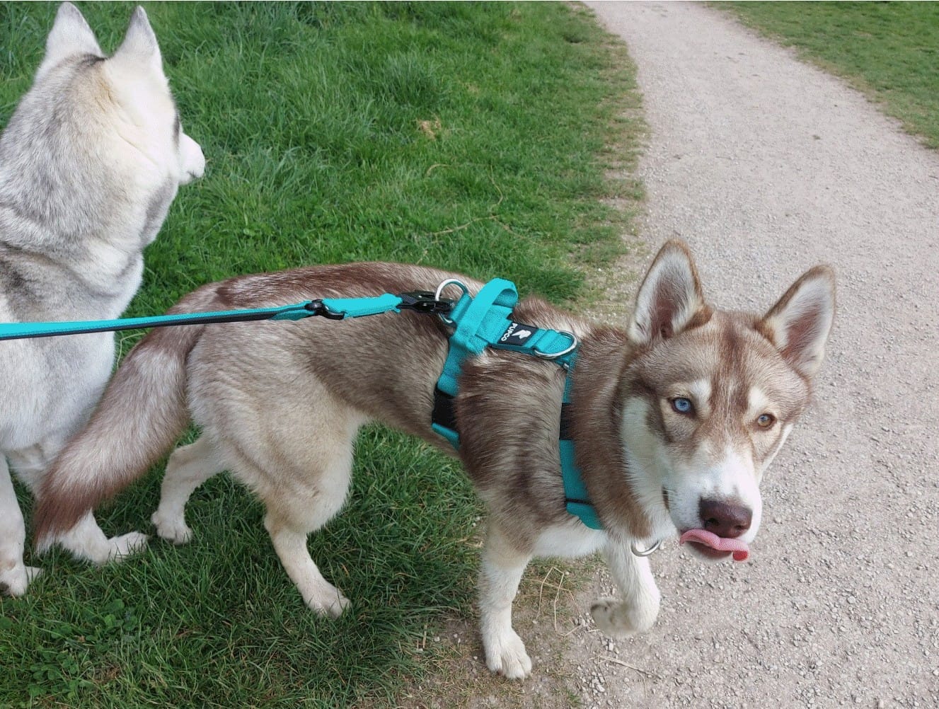 Customer photo review of Ultra Harness - Anti pull - Turquoise