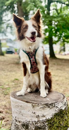 Customer photo review of Tough Trails™ Harness -  Adventure Awaits