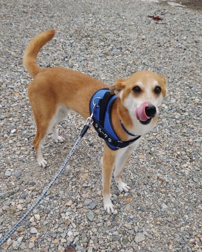 Customer photo review of FunFunPet 高機能ハーネス（お名前タグ作成サービス付き）