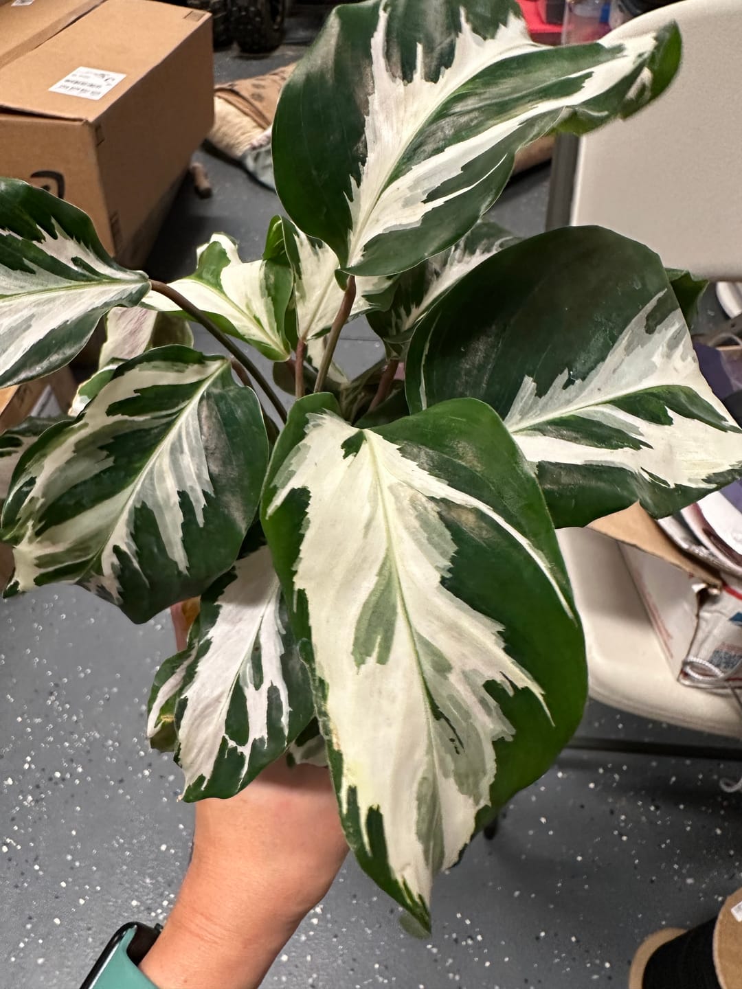 Customer photo review of Calathea 'Stella'
