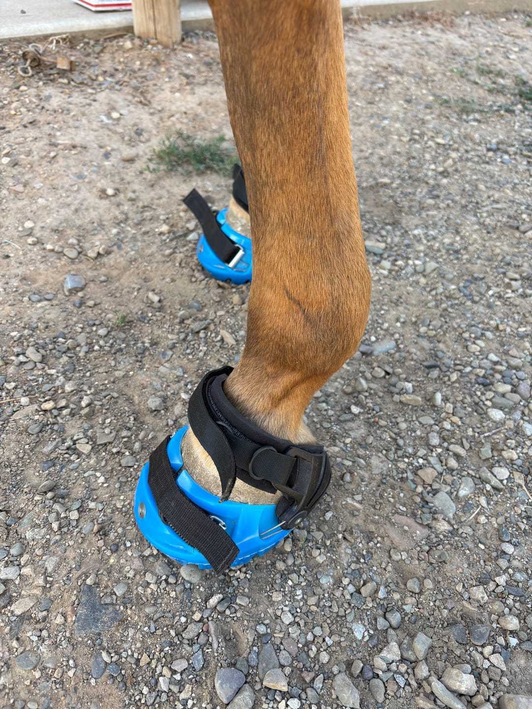Customer photo review of Renegade® Viper Vivid™ Hoof Boots - Blue Sapphire