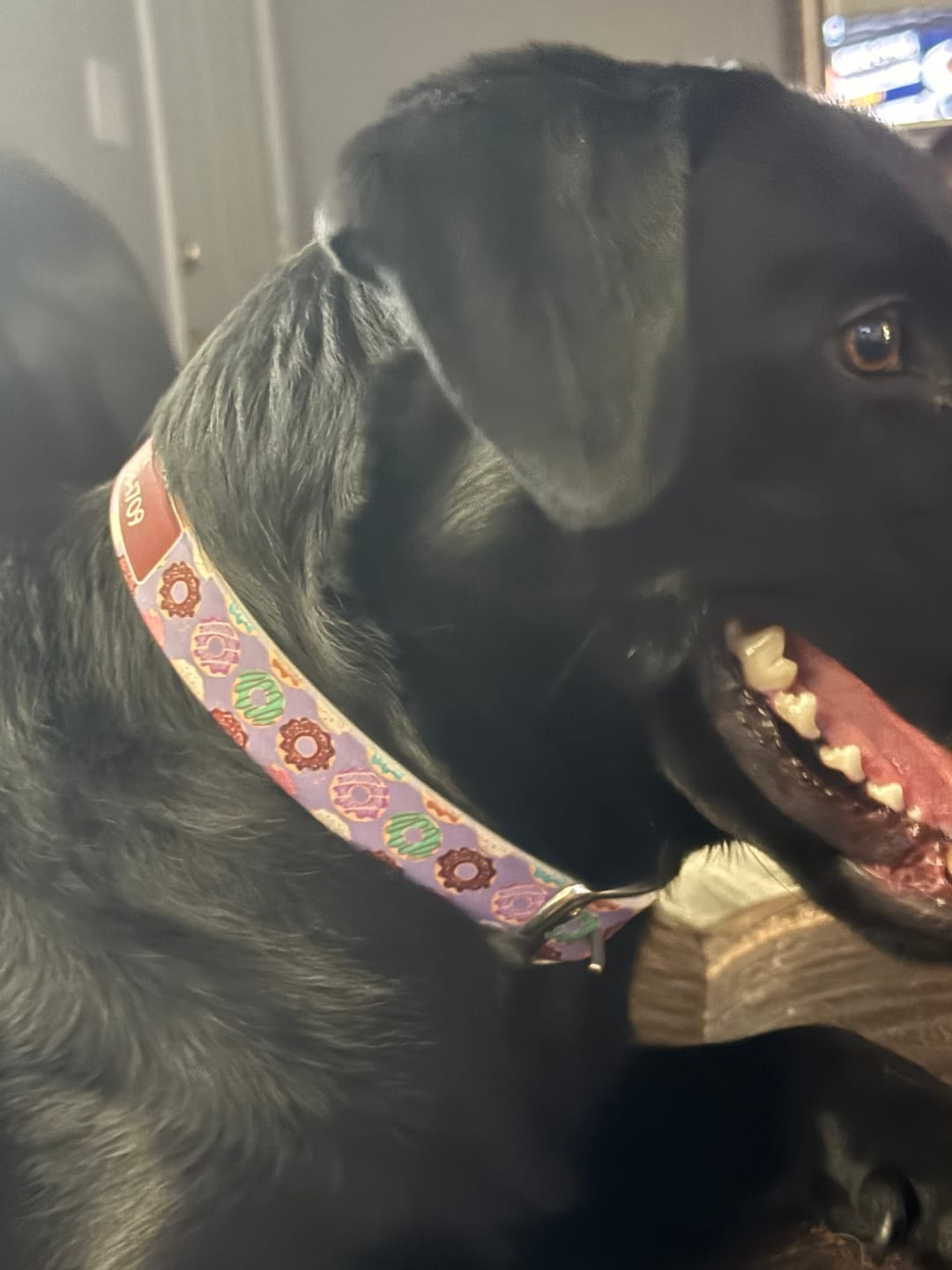 Customer photo review of Baker's Dozen Dog Collar