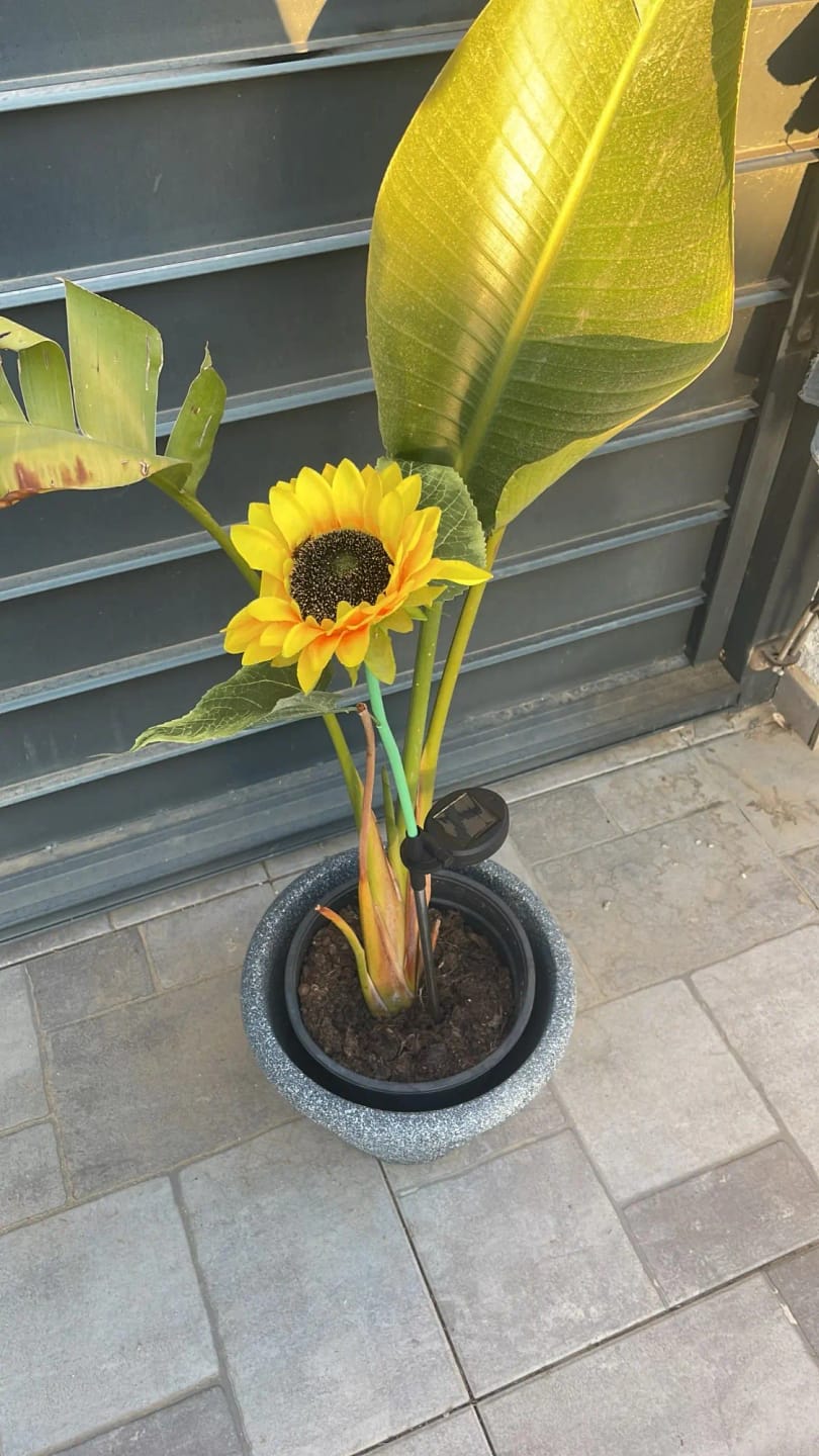 Customer photo review of GardenMate™ - Solar Sunflower LED Lights