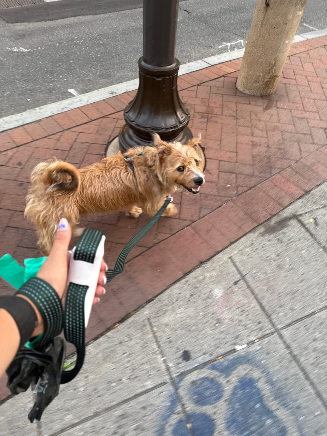 Customer photo review of Quick-Control Dog Leash