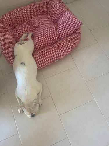 Customer photo review of Divanetto Cotone Vichy Rosso