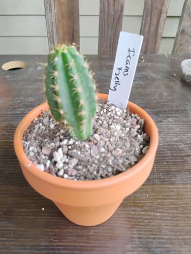Customer photo review of Trichocereus Zelly | Zelly Flowering Hybrids
