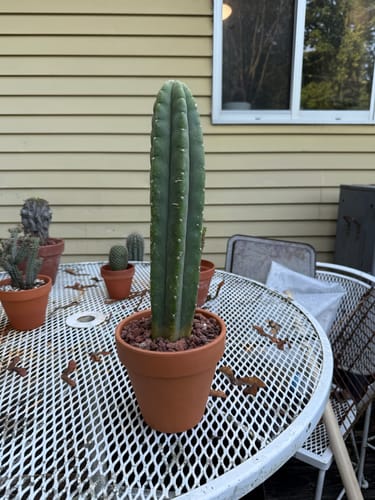 Customer photo review of San Pedro Cactus | Trichocereus (Echinopsis) Pachanoi