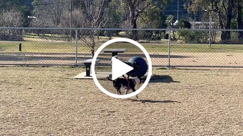Customer video review of Herding Ball