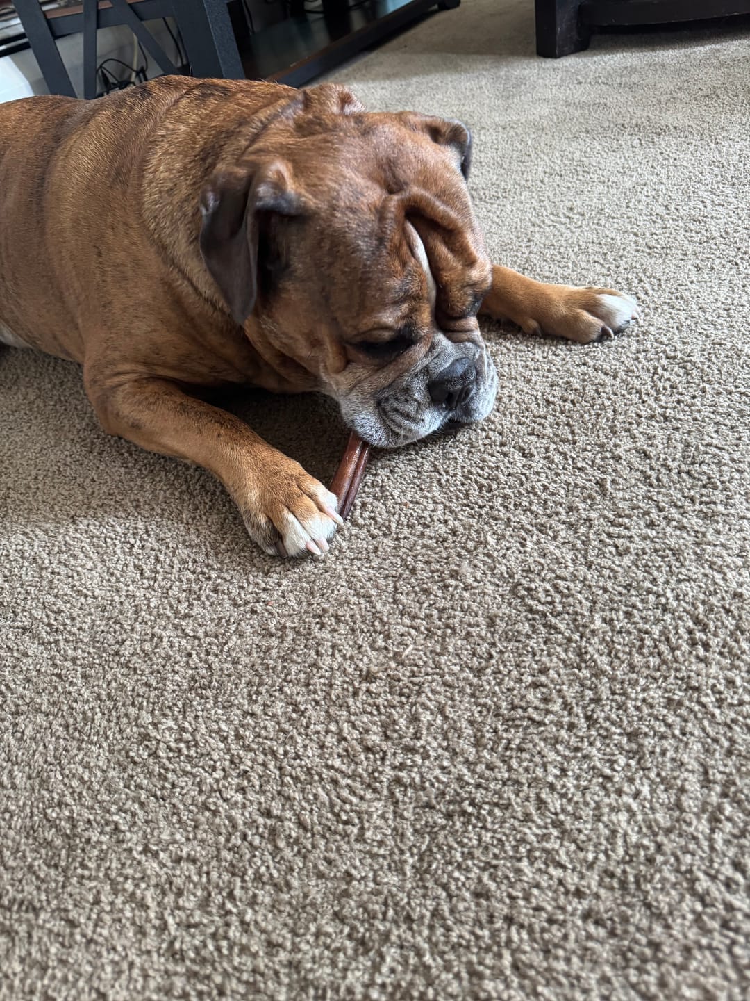 Customer photo review of Regular Bully Sticks