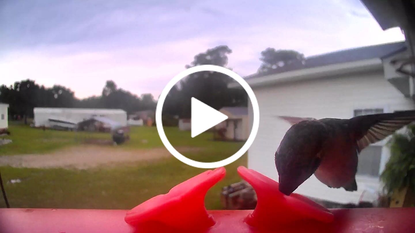 Customer video review of Birdfy Solar Panel (Type C) - Bird Feeder Camera Solar Panel