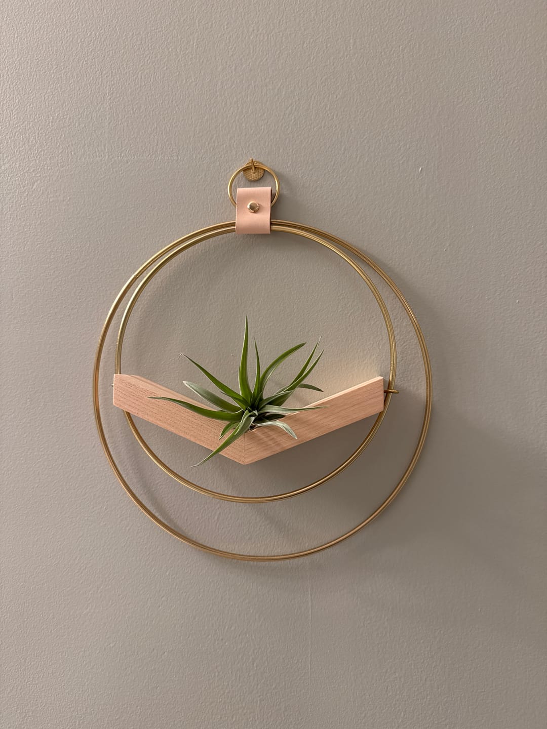 Customer photo review of Air Plant V-Hanger