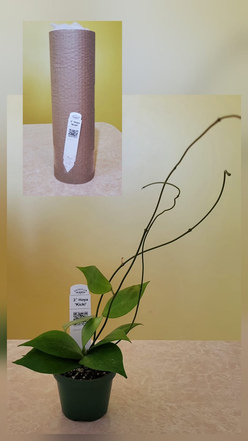 Customer photo review of Hoya 'Kicki'