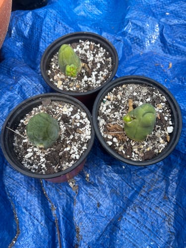 Customer photo review of Trichocereus Bridgesii Monstrose | Short Form | Type B | Penis Cactus