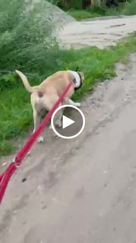 Customer video review of Muzzle | Flexi & Legal Requirement - S-XL Breeds - Black