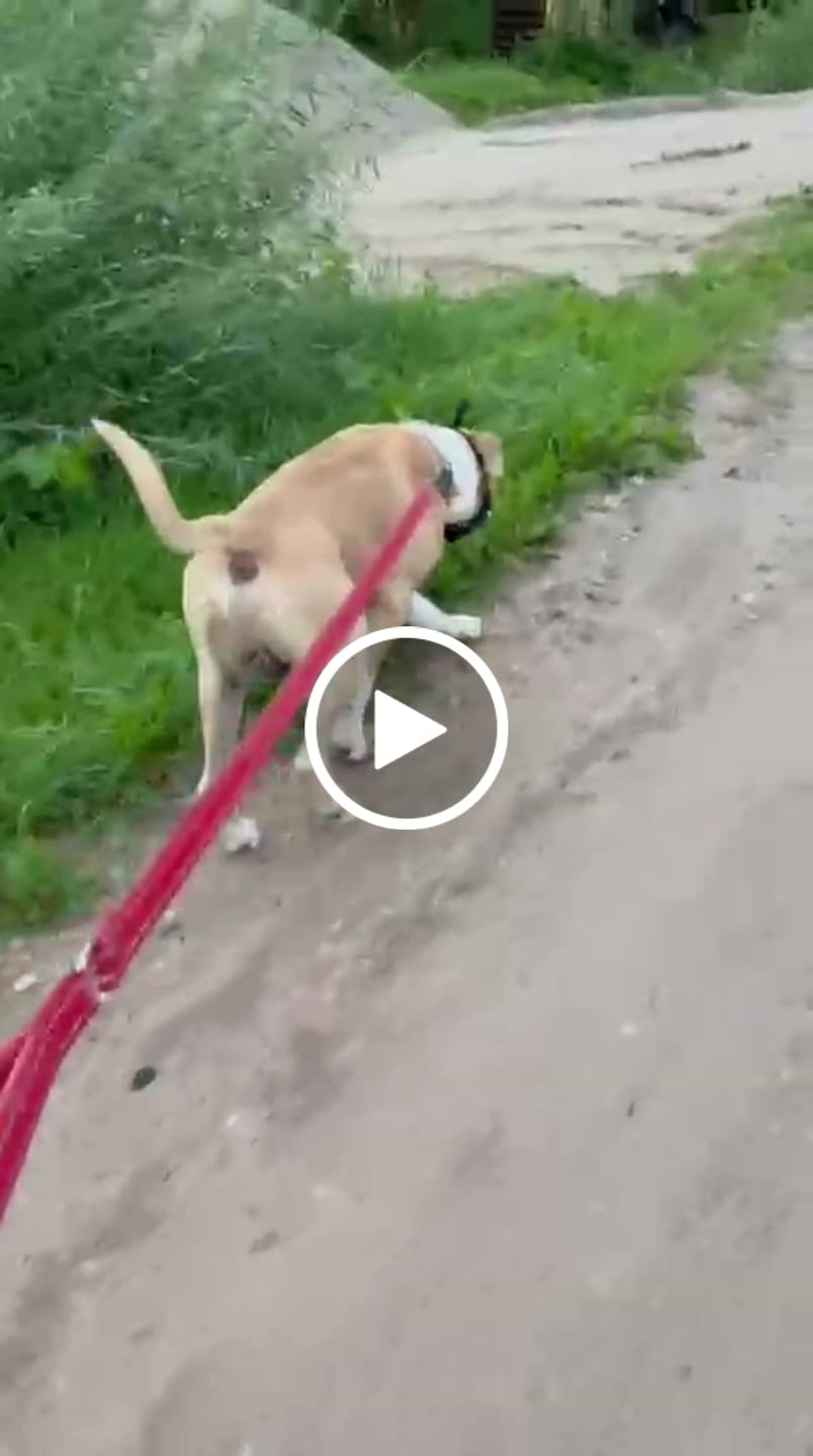 Customer video review of Muzzle | Flexi & Legal Requirement - S-XL Breeds - Black