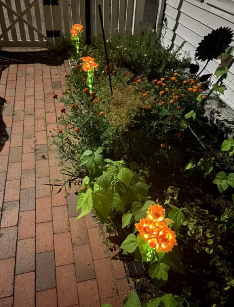 Customer photo review of GardenMate™ - Solar Sunflower LED Lights