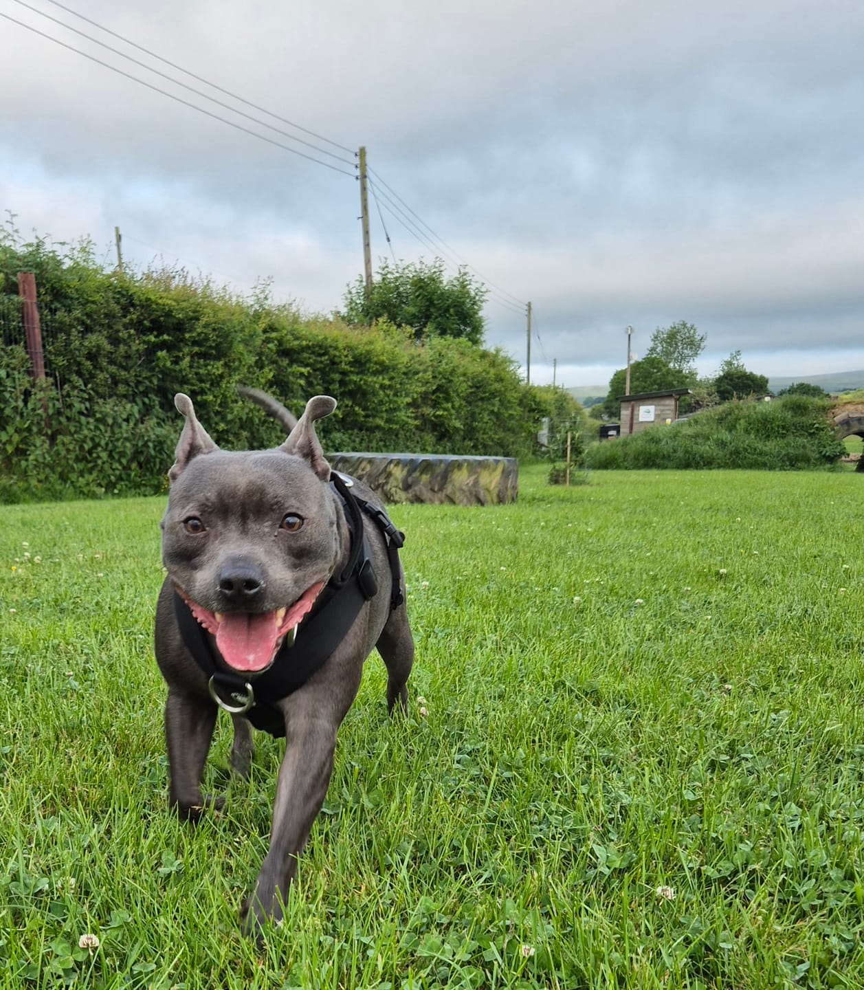 Customer photo review of No Rinse Flea & Tick Shampoo for Dogs & Cats