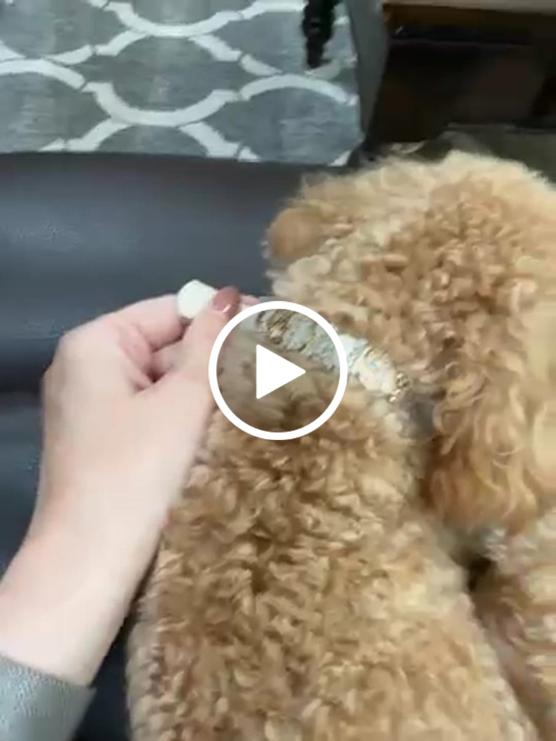 Customer video review of The Personalized Sparkle Collar