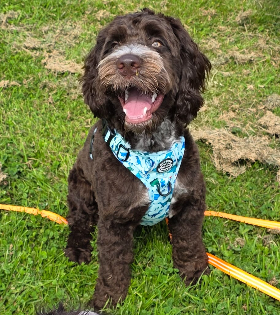 Customer photo review of Tough Trails™ Harness - Dinky Dino