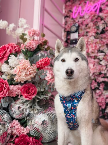 Customer photo review of Tough Trails™ Harness - Alice In Wonderland