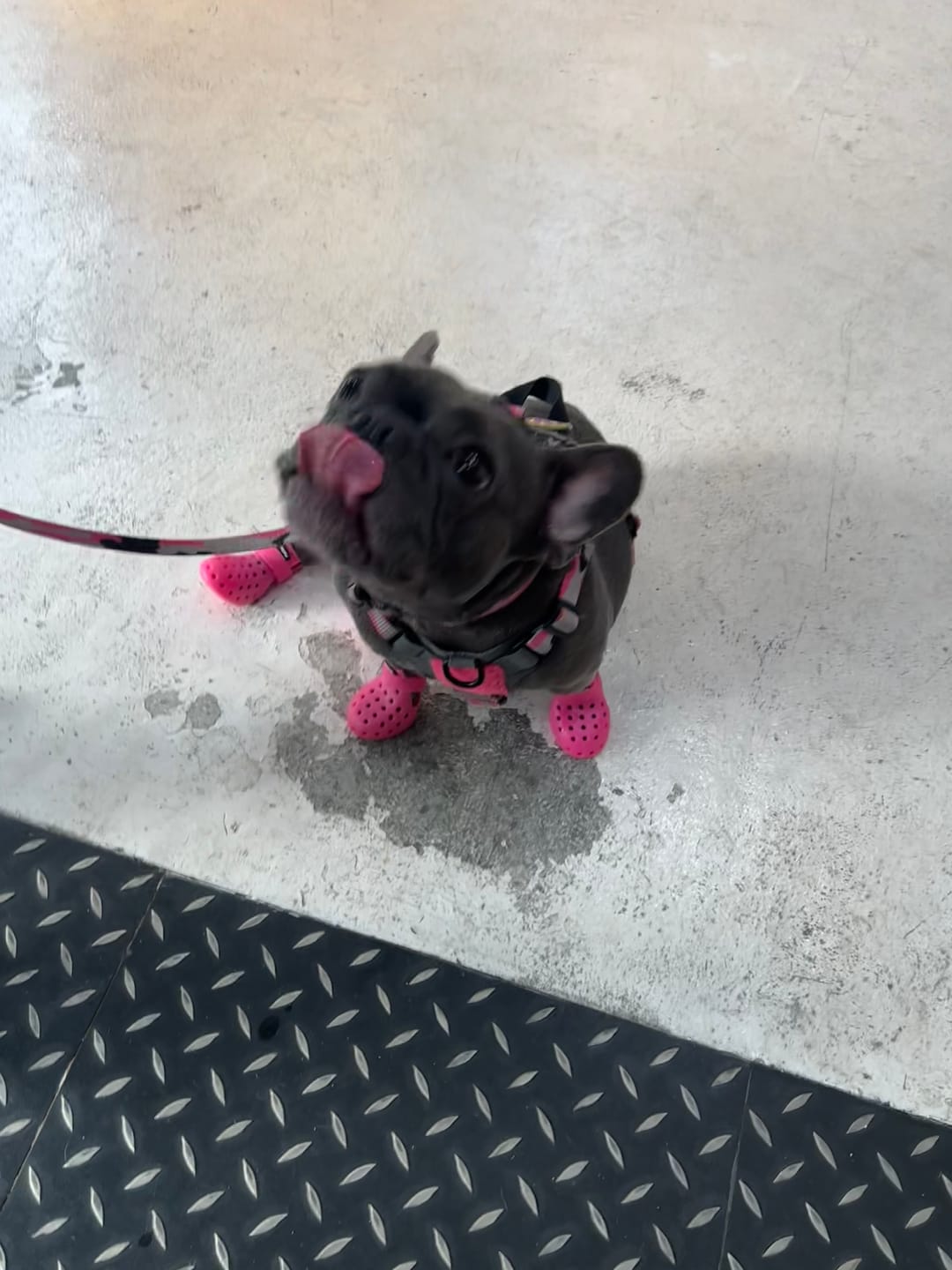 Customer photo review of WagWellies® Mojave