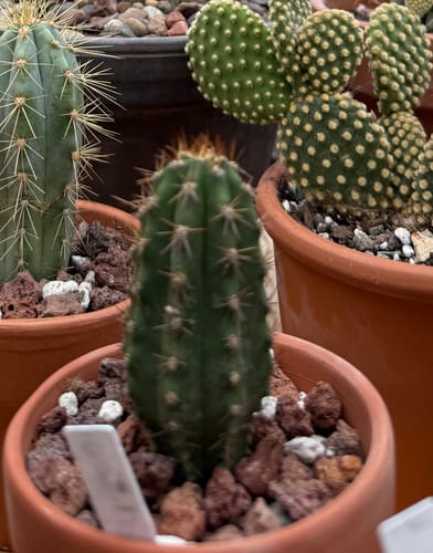 Customer photo review of Trichocereus Peruvianus | Peruvian Torch Cactus