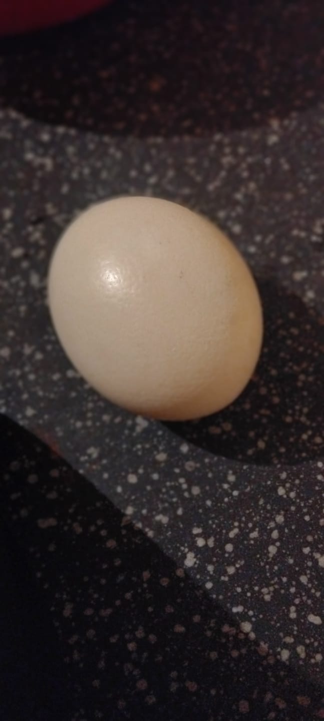 Customer photo review of Fresh Ostrich Egg