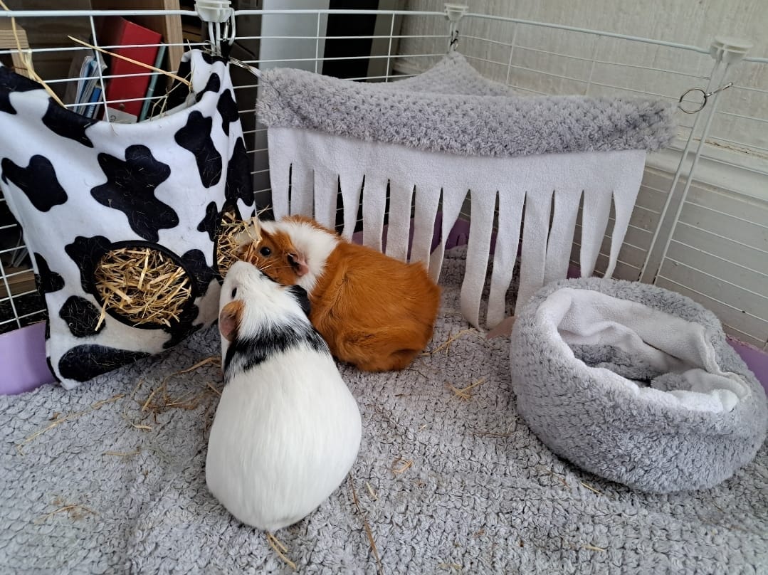 Customer photo review of Hay Bag | Cow