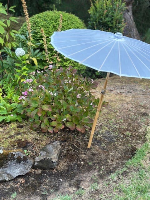 Customer photo review of Elegant 32 Inch White Parasol Umbrella, Premium Nylon for Weddings, Festivals or any occasion
