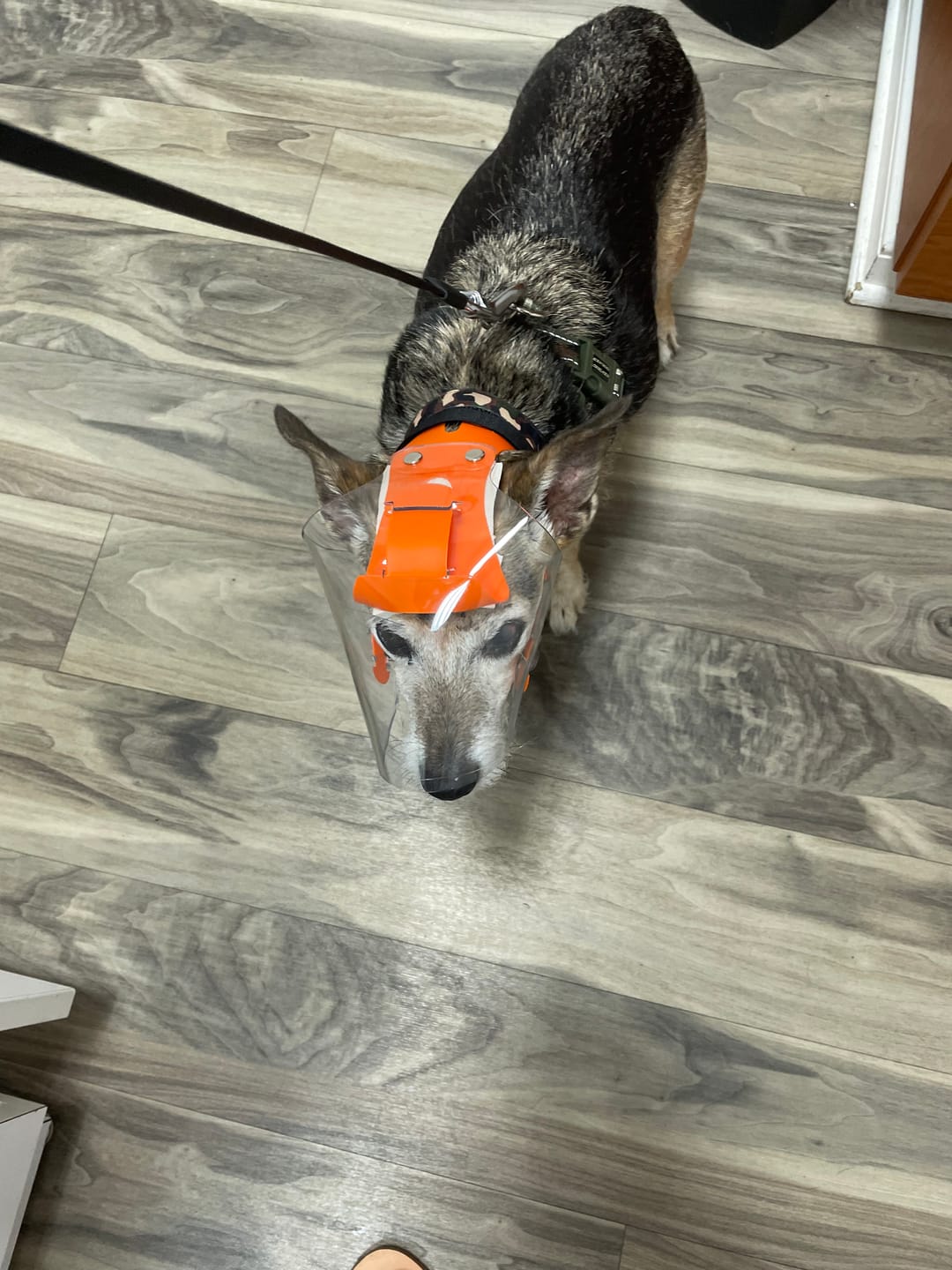 Customer photo review of OptiVizor - Regular Snout - Clear UV Tint