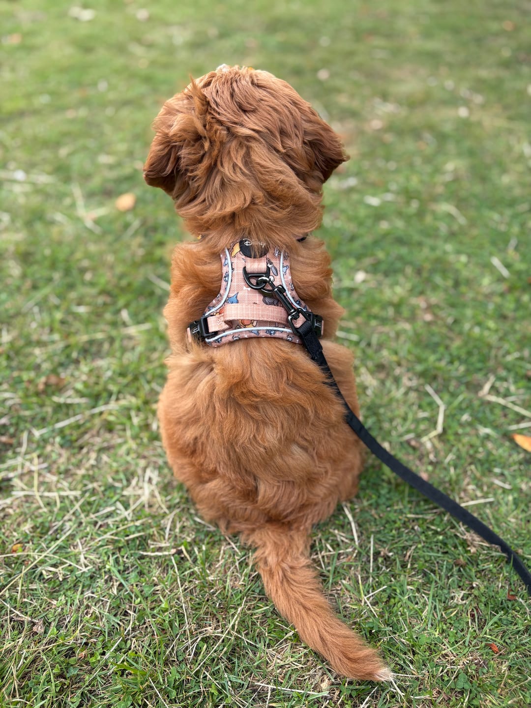 Customer photo review of Disney© Tough Trails™ Harness - Disney Dogs