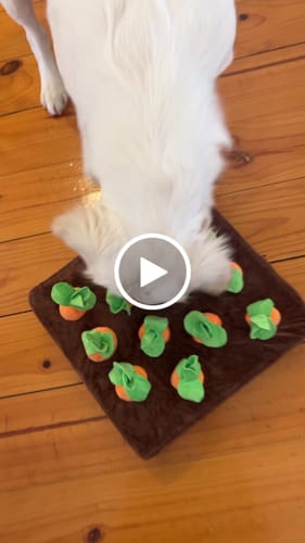 Customer video review of Premium Aussie Beef Liver