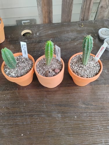 Customer photo review of Trichocereus Hybrid Variety Packs | Cactus Collector Variety Packs