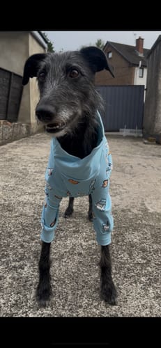 Customer photo review of Dog Pajama - Breakfast Blue