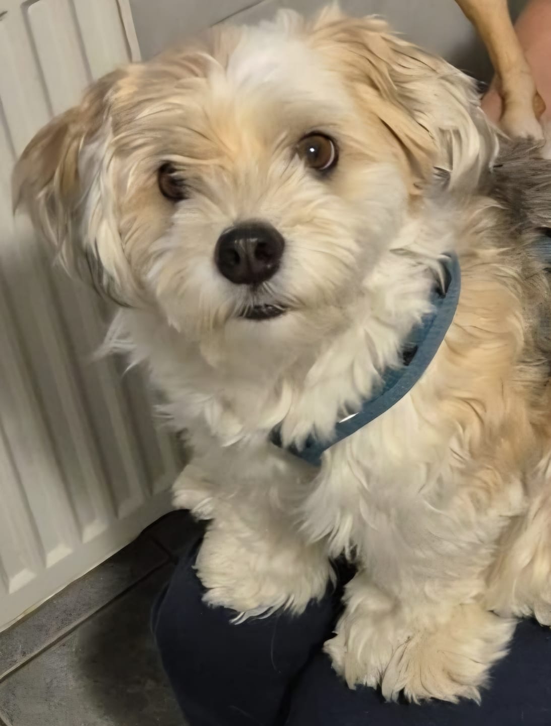 Customer photo review of Hundekekse - Kürbis-Huhn - 2 mg CBD