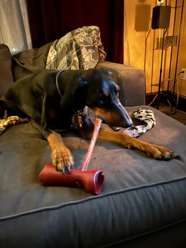Customer photo review of 12 Inch Monster Bully Stick