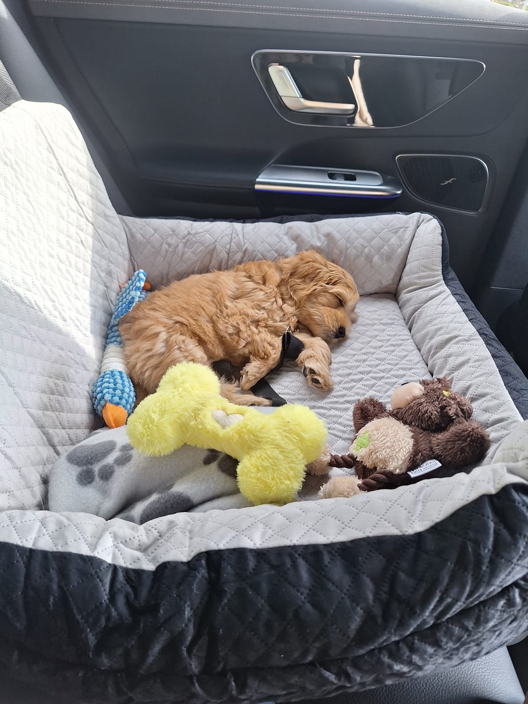 Customer photo review of Pet Perfect luxe autostoel hond