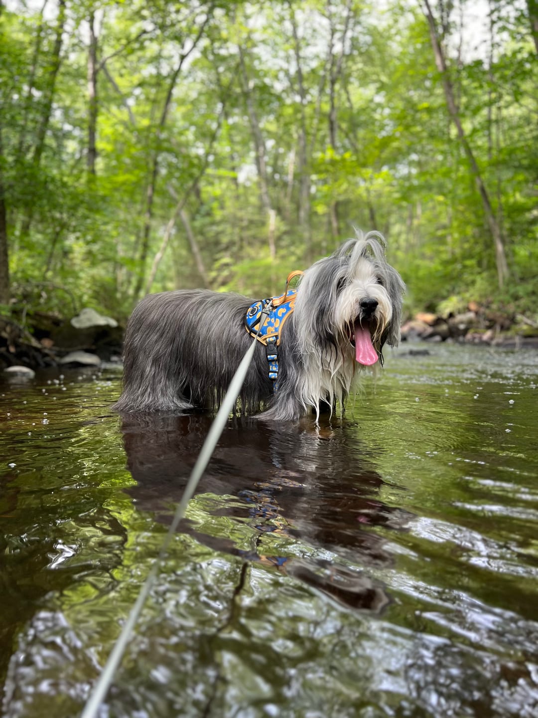 Customer photo review of Rubber Ducky - Adventure Harness