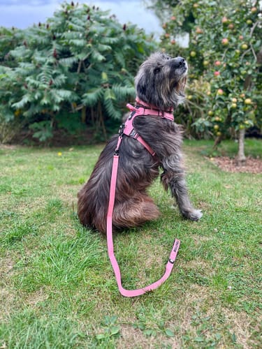 Customer photo review of ALL ACTION® TACTICAL MILITARY GRADE DOG COLLAR WIDTH - 4cm WITH HANDLE ADJUSTABLE