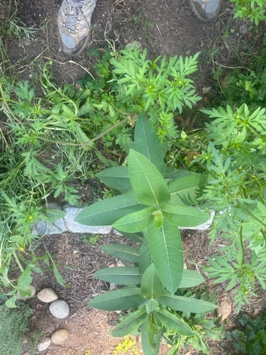 Customer photo review of Milkweed (Common Milkweed)